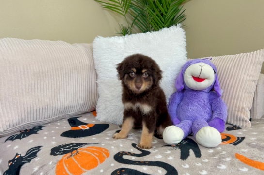 Cute Mini Aussiedoodle Baby