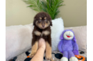 Mini Aussiedoodle Pup Being Cute