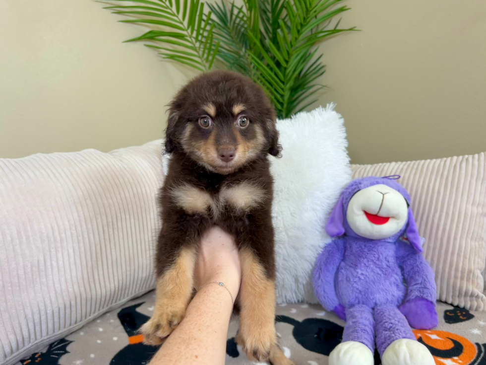 Mini Aussiedoodle Pup Being Cute