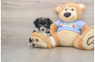 Mini Aussiedoodle Pup Being Cute