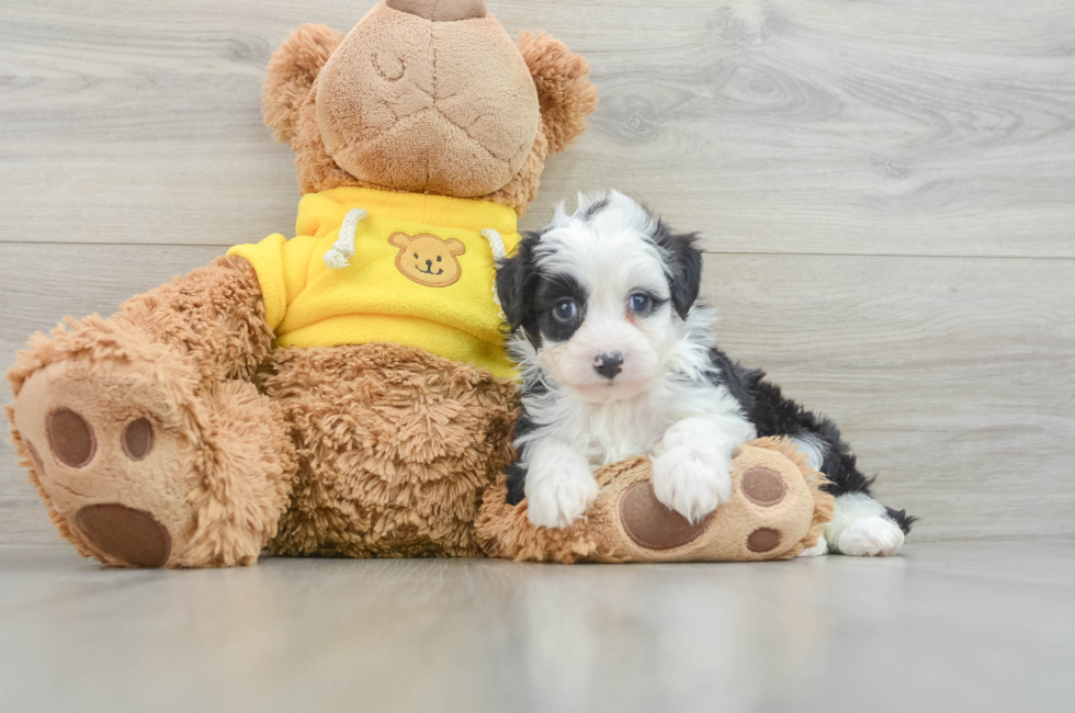 7 week old Mini Aussiedoodle Puppy For Sale - Lone Star Pups