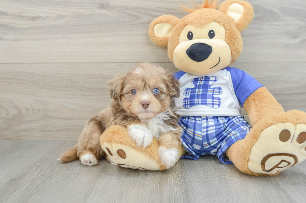 6 week old Mini Aussiedoodle Puppy For Sale - Lone Star Pups