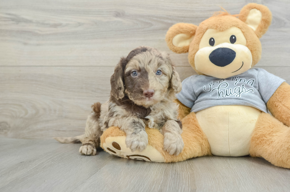 5 week old Mini Aussiedoodle Puppy For Sale - Lone Star Pups