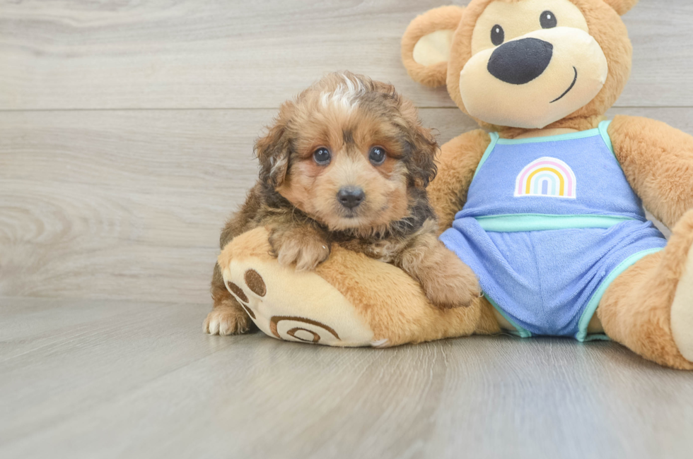 5 week old Mini Aussiedoodle Puppy For Sale - Lone Star Pups