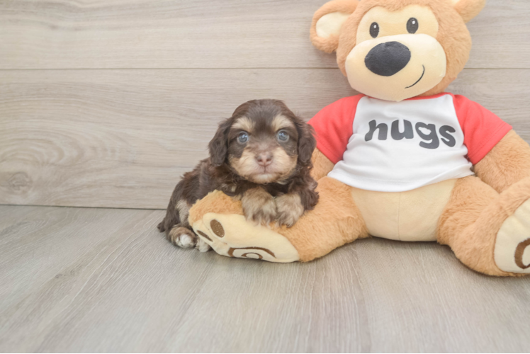 Cute Mini Aussiedoodle Baby
