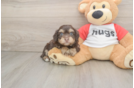 Cute Mini Aussiedoodle Baby