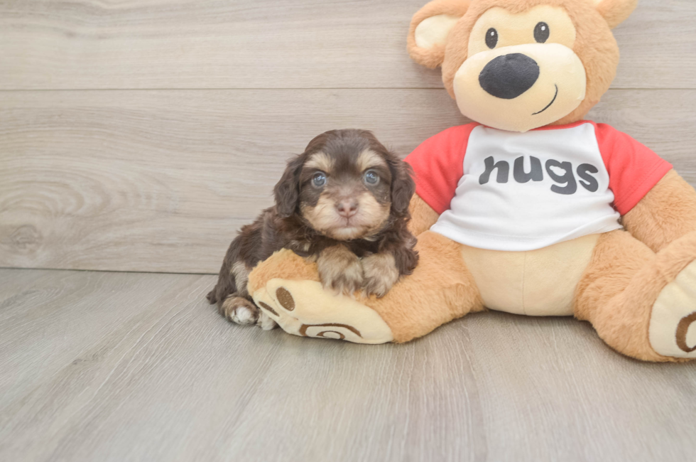 5 week old Mini Aussiedoodle Puppy For Sale - Lone Star Pups