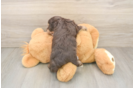 Petite Mini Aussiedoodle Poodle Mix Pup