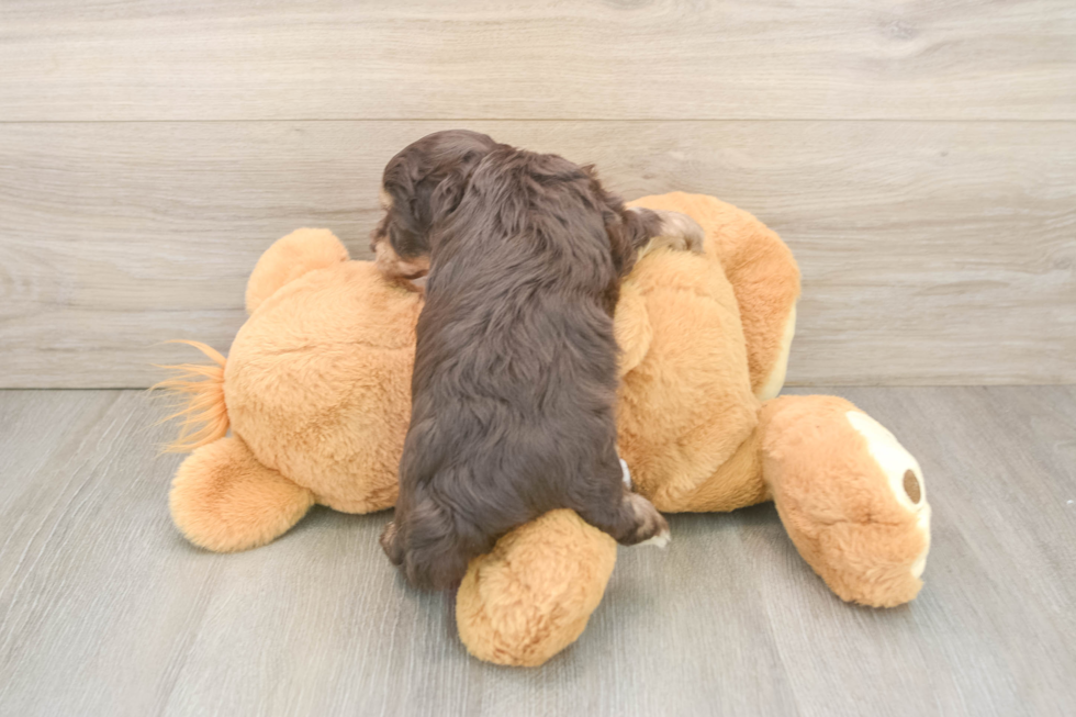 Petite Mini Aussiedoodle Poodle Mix Pup