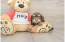 Smart Mini Aussiedoodle Poodle Mix Pup