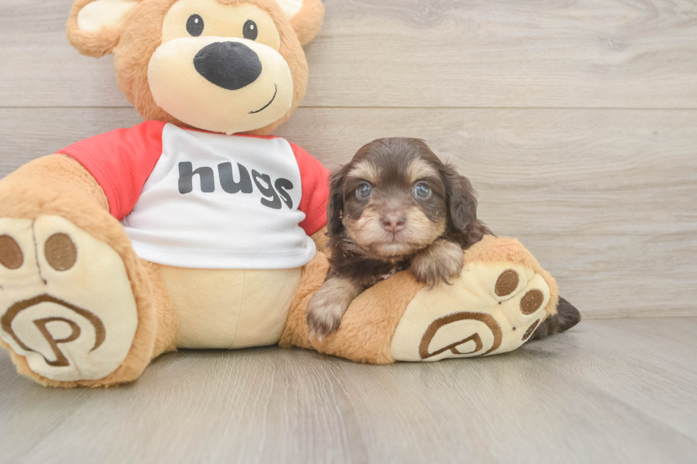 Smart Mini Aussiedoodle Poodle Mix Pup