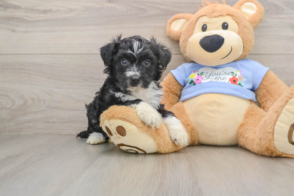 Best Mini Aussiedoodle Baby