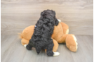 Friendly Mini Aussiedoodle Baby