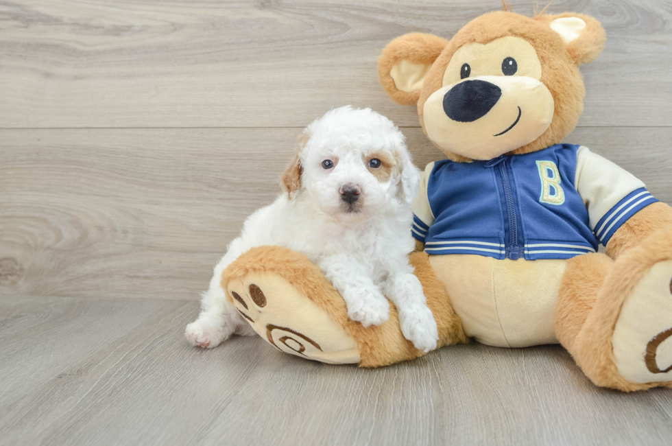 5 week old Mini Aussiedoodle Puppy For Sale - Lone Star Pups