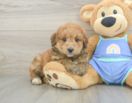 8 week old Mini Aussiedoodle Puppy For Sale - Lone Star Pups