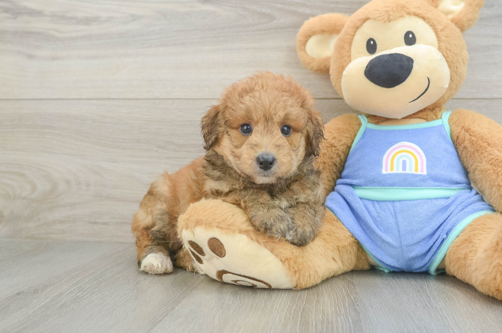 5 week old Mini Aussiedoodle Puppy For Sale - Lone Star Pups