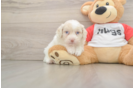 Best Mini Aussiedoodle Baby