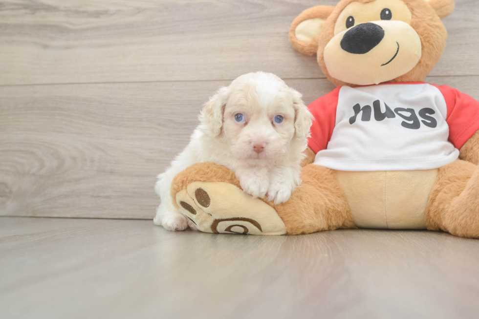 Best Mini Aussiedoodle Baby