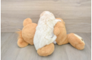 Mini Aussiedoodle Puppy for Adoption