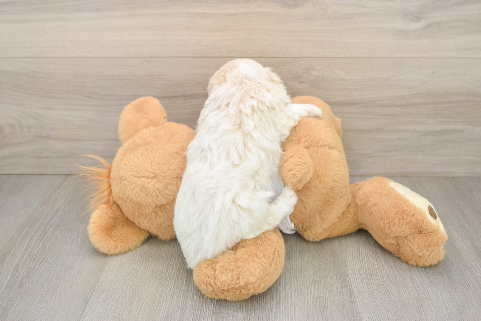 Mini Aussiedoodle Puppy for Adoption