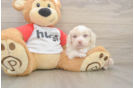Mini Aussiedoodle Pup Being Cute