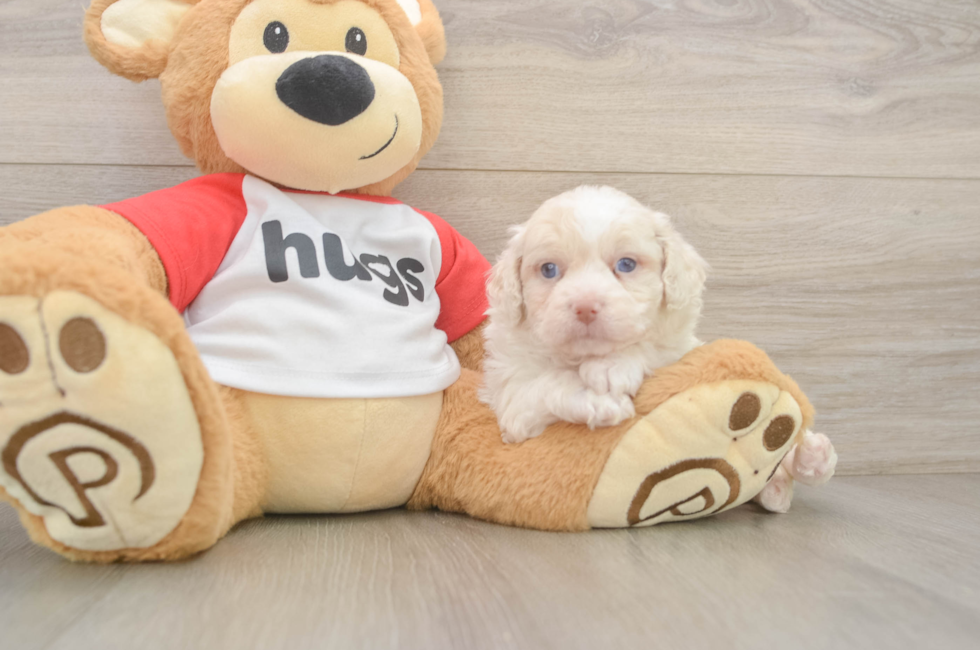 5 week old Mini Aussiedoodle Puppy For Sale - Lone Star Pups