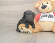 7 week old Mini Aussiedoodle Puppy For Sale - Lone Star Pups