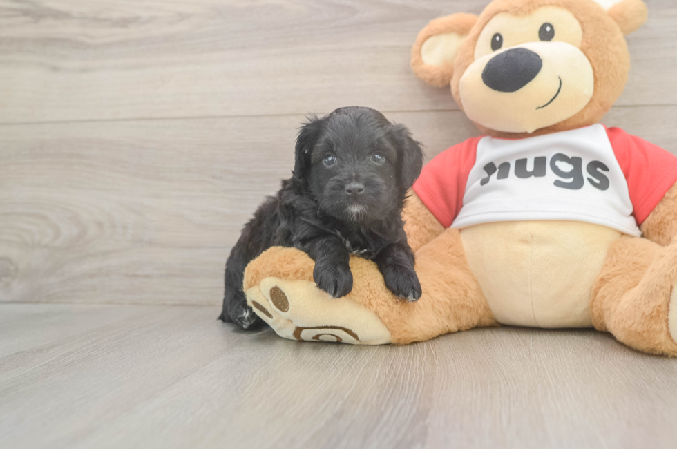 5 week old Mini Aussiedoodle Puppy For Sale - Lone Star Pups