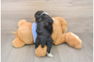 Playful Aussiepoo Poodle Mix Puppy