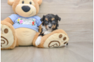 Funny Mini Aussiedoodle Poodle Mix Pup