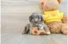 Best Mini Aussiedoodle Baby