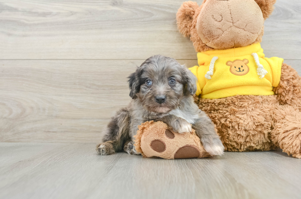 7 week old Mini Aussiedoodle Puppy For Sale - Lone Star Pups