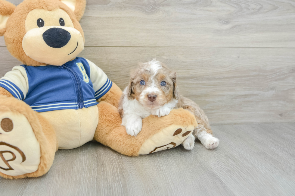 5 week old Mini Aussiedoodle Puppy For Sale - Lone Star Pups