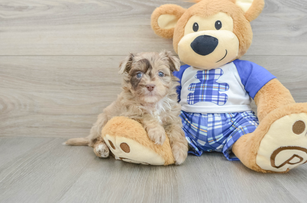 6 week old Mini Aussiedoodle Puppy For Sale - Lone Star Pups