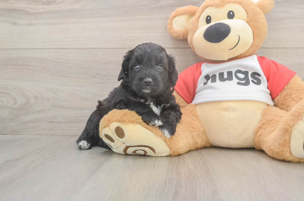 5 week old Mini Aussiedoodle Puppy For Sale - Lone Star Pups