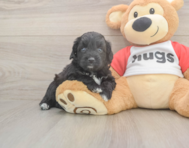 6 week old Mini Aussiedoodle Puppy For Sale - Lone Star Pups 6 week old Mini Aussiedoodle Puppy For Sale - Lone Star Pups