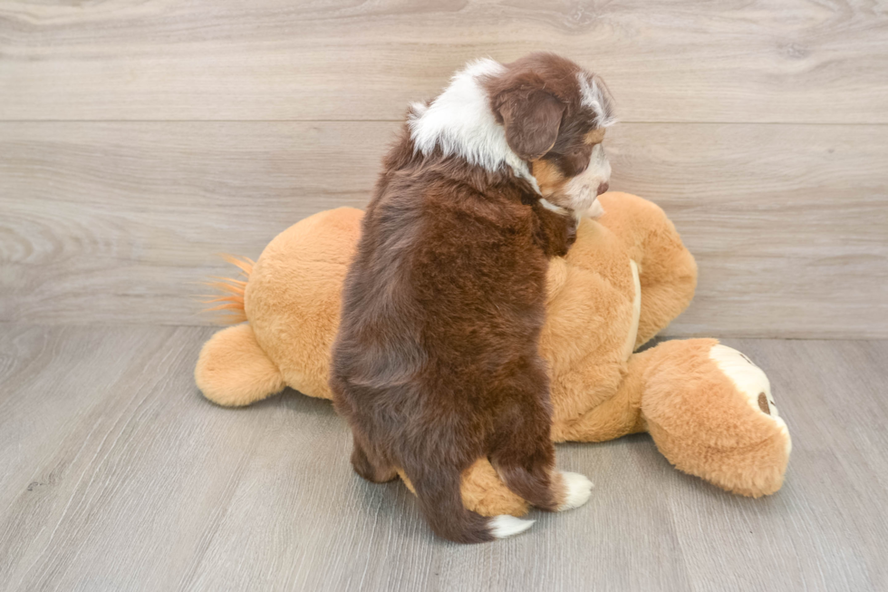 Adorable Aussiepoo Poodle Mix Puppy