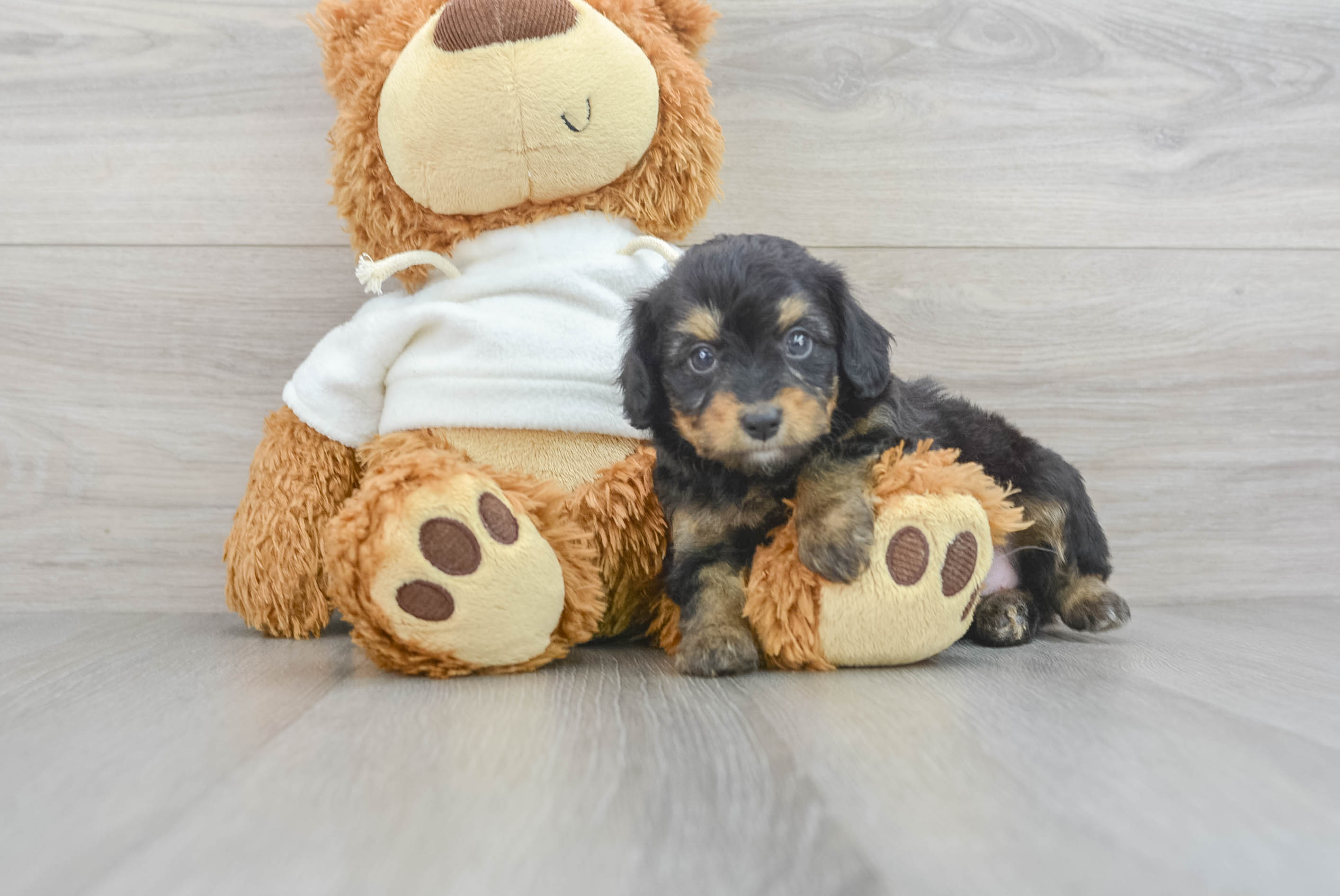 Mini Aussiedoodle Puppy for Adoption