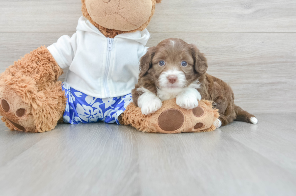 6 week old Mini Aussiedoodle Puppy For Sale - Lone Star Pups