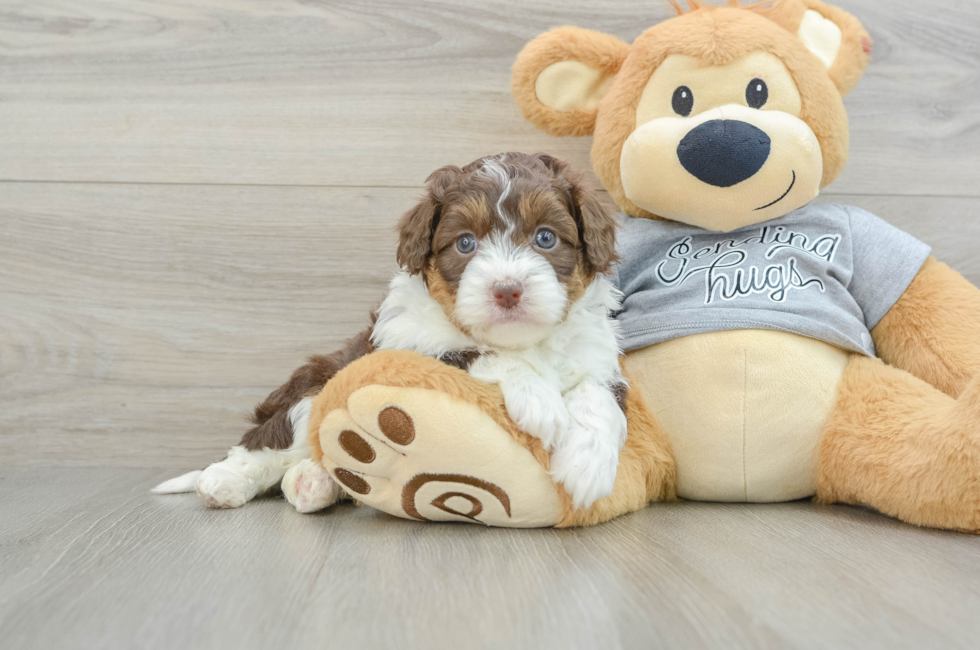 5 week old Mini Aussiedoodle Puppy For Sale - Lone Star Pups