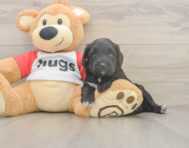 7 week old Mini Aussiedoodle Puppy For Sale - Lone Star Pups