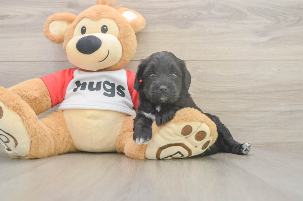 5 week old Mini Aussiedoodle Puppy For Sale - Lone Star Pups
