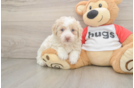 Mini Aussiedoodle Puppy for Adoption