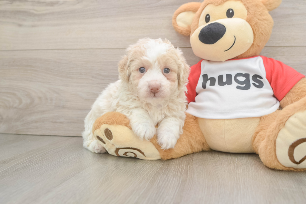 Mini Aussiedoodle Puppy for Adoption