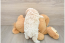 Mini Aussiedoodle Puppy for Adoption