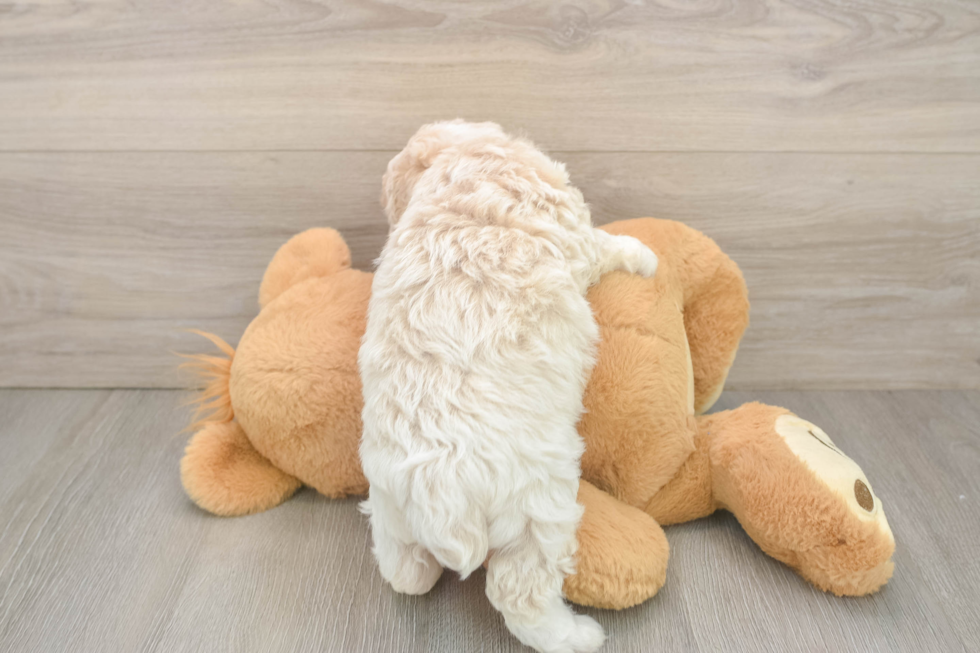 Mini Aussiedoodle Puppy for Adoption