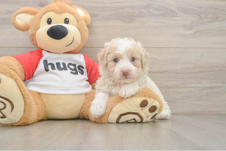 Mini Aussiedoodle Pup Being Cute