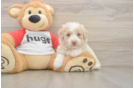 Mini Aussiedoodle Pup Being Cute