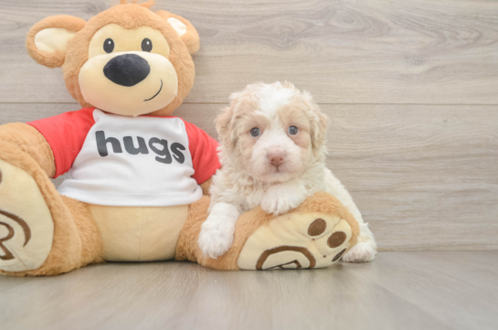 Mini Aussiedoodle Pup Being Cute