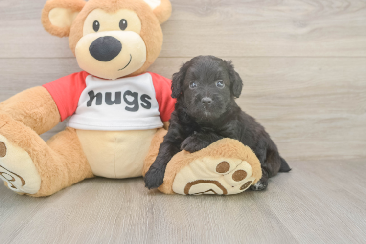 Mini Aussiedoodle Pup Being Cute